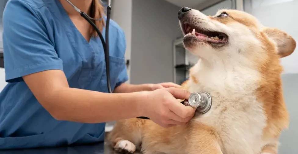 Exclusivo: Funes proyecta su primer hospital veterinario de alta complejidad con atención las 24 horas